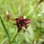  Jean-Claude Calais - Dianthus carthusianorum subsp. carthusianorum 