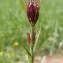  Jean-Claude Calais - Dianthus carthusianorum subsp. carthusianorum 