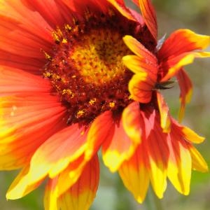 Photographie n°210009 du taxon Gaillardia x grandiflora Van Houtte [1857]