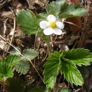 Photographie n°210011 du taxon Fragaria viridis Weston [1771]