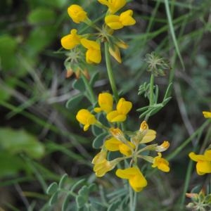 Photographie n°210014 du taxon Coronilla minima L. [1756]