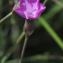  Françoise Carle - Dianthus pungens subsp. ruscinonensis (Boiss.) M.Bernal, M.Laínz & Muñoz Garm. [1987]