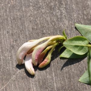 Photographie n°210031 du taxon Lonicera periclymenum L. [1753]