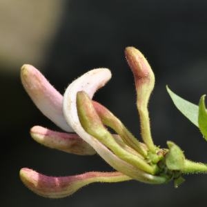 Photographie n°210032 du taxon Lonicera periclymenum L. [1753]