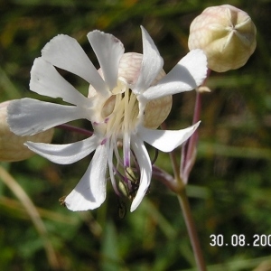 Photographie n°210041 du taxon Silene vulgaris subsp. prostrata (Gaudin) Schinz & Thell. [1923]