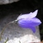  Alain Bigou - Campanula scheuchzeri subsp. scheuchzeri