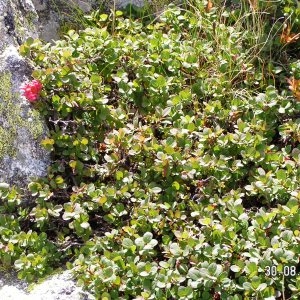 Vaccinium sednense Pers. (Airelle des marais)