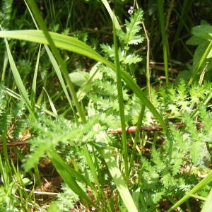  - Filipendula vulgaris Moench [1794]