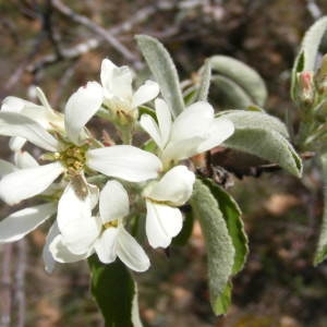 Photographie n°210092 du taxon Amelanchier ovalis Medik. [1793]