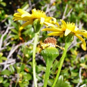 Senecio doronicum (L.) L. subsp. doronicum (Séneçon doronic)