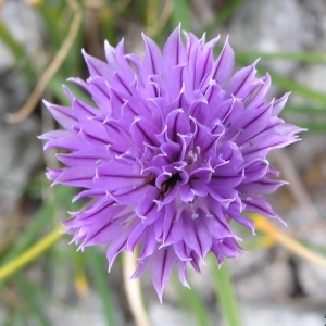 Photographie n°210119 du taxon Allium schoenoprasum subsp. schoenoprasum