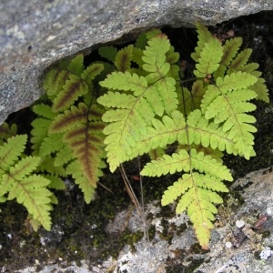 Photographie n°210142 du taxon Gymnocarpium robertianum (Hoffm.) Newman [1851]