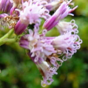  - Adenostyles alpina subsp. pyrenaica (Lange) Dillenb. & Kadereit [2012]