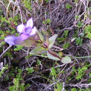 Photographie n°210156 du taxon Gentianella campestris f. campestris