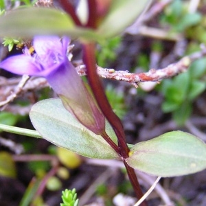  - Gentianella campestris f. campestris