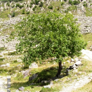 Alain Bigou, le 30 août 2008 (Barèges (Lac Dets Coubous))