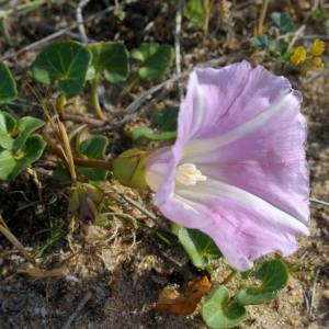 Calystegia soldanella (L.) Roem. & Schult. (Liseron des dunes)