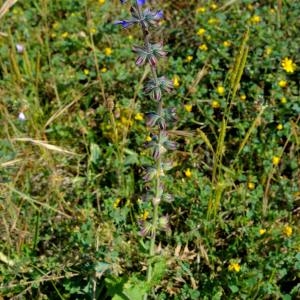 Photographie n°210172 du taxon Salvia verticillata L. [1753]