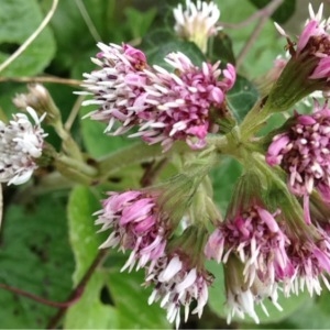 Photographie n°210175 du taxon Petasites pyrenaicus (L.) G.López [1986]