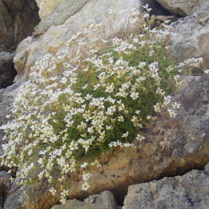  - Saxifraga cebennensis Rouy & E.G.Camus [1901]