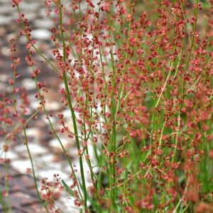 Photographie n°210231 du taxon Rumex acetosella L. [1753]