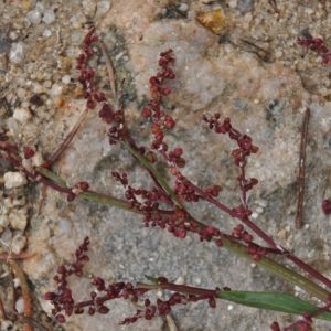 Photographie n°210232 du taxon Rumex acetosella L. [1753]