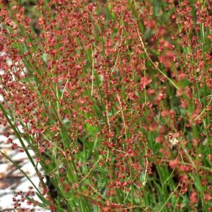 Photographie n°210233 du taxon Rumex acetosella L. [1753]