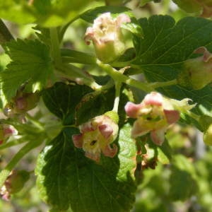 Photographie n°210241 du taxon Ribes nigrum L. [1753]