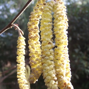 Photographie n°210243 du taxon Corylus avellana L. [1753]