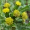  Jean-Claude Echardour - Senecio vulgaris L. [1753]