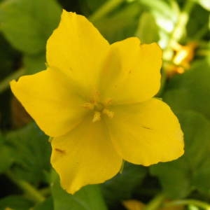Photographie n°210263 du taxon Lysimachia nummularia L. [1753]