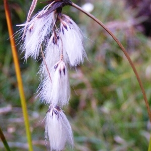 Photographie n°210325 du taxon Eriophorum angustifolium subsp. angustifolium