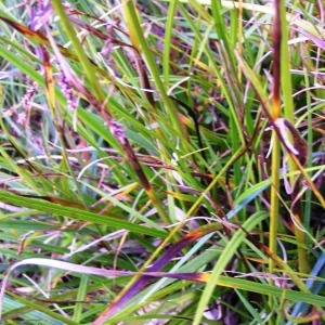  - Eriophorum angustifolium subsp. angustifolium