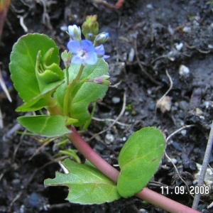 Photographie n°210351 du taxon Veronica beccabunga subsp. beccabunga