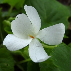 Photographie n°210367 du taxon Viola suavis M.Bieb. [1819]