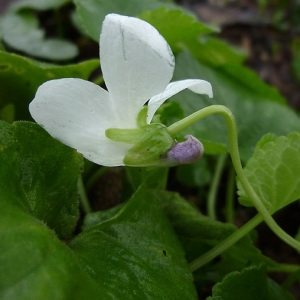 Viola segobricensis Pau (Violette suave)