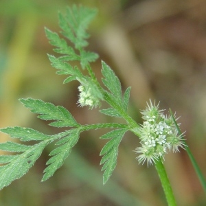 Photographie n°210381 du taxon Torilis nodosa (L.) Gaertn.