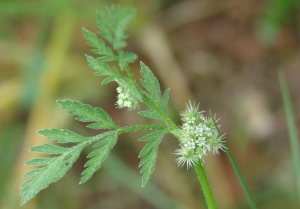 Paul Fabre, le 31 mai 2013 (Montpellier)