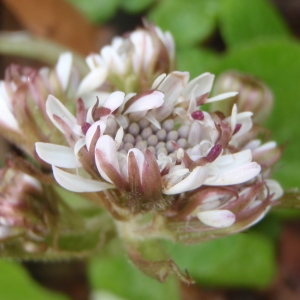 Photographie n°210386 du taxon Petasites fragrans (Vill.) C.Presl [1826]