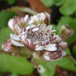 Photographie n°210387 du taxon Petasites fragrans (Vill.) C.Presl [1826]