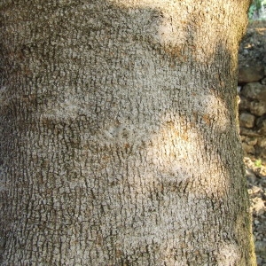Photographie n°210404 du taxon Ficus carica L. [1753]