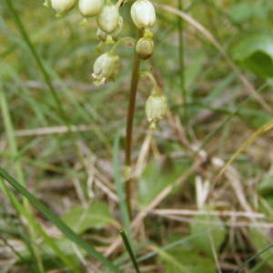 Pyrola longifolia Gand. (Pirole unilatérale)
