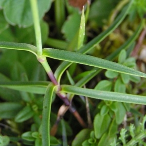 Photographie n°210428 du taxon Dianthus hyssopifolius L.