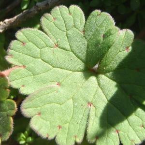 Photographie n°210472 du taxon Geranium rotundifolium L. [1753]