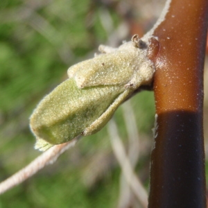 Photographie n°210476 du taxon Hippophae rhamnoides L. [1753]
