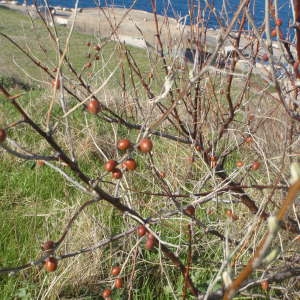 Photographie n°210477 du taxon Hippophae rhamnoides L. [1753]