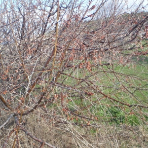 Photographie n°210479 du taxon Hippophae rhamnoides L. [1753]