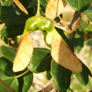 Photographie n°210520 du taxon Acer monspessulanum L.