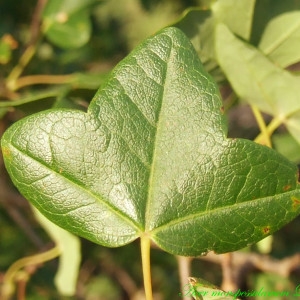 Photographie n°210521 du taxon Acer monspessulanum L.