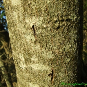 Photographie n°210522 du taxon Acer monspessulanum L.